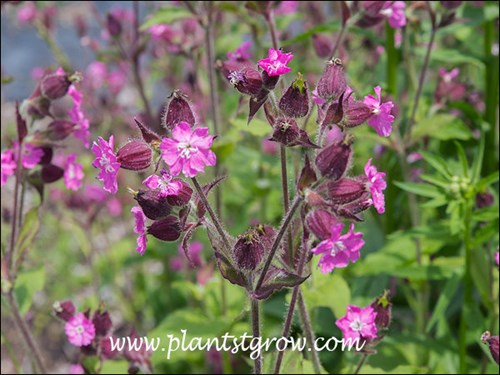 Red Campion (Silene dioica) 
The pink petals and the fused sepals are a nice contrast of colors on the plant.